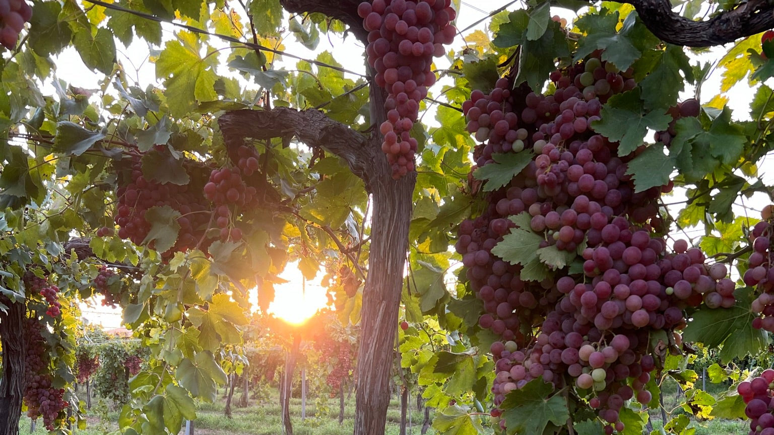 Manto Negro, Callet & Prensal Blanc – Mallorca's Indigenous Grape Varieties