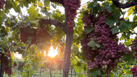Manto Negro, Callet & Prensal Blanc – Mallorca's Indigenous Grape Varieties