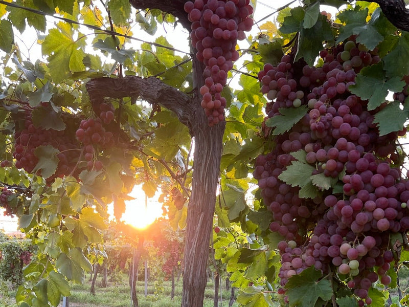 Manto Negro, Callet & Prensal Blanc – Mallorca's Indigenous Grape Varieties