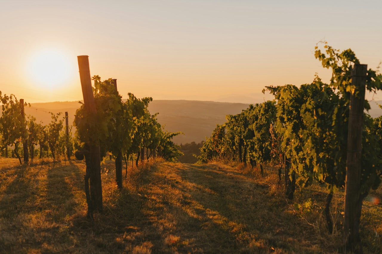 Binissalem: The Wine Heart of Mallorca – Wineries, Wines & History