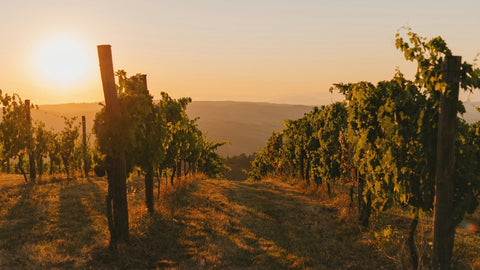 Binissalem: The Wine Heart of Mallorca – Wineries, Wines & History