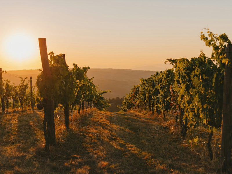 Binissalem: The Wine Heart of Mallorca – Wineries, Wines & History
