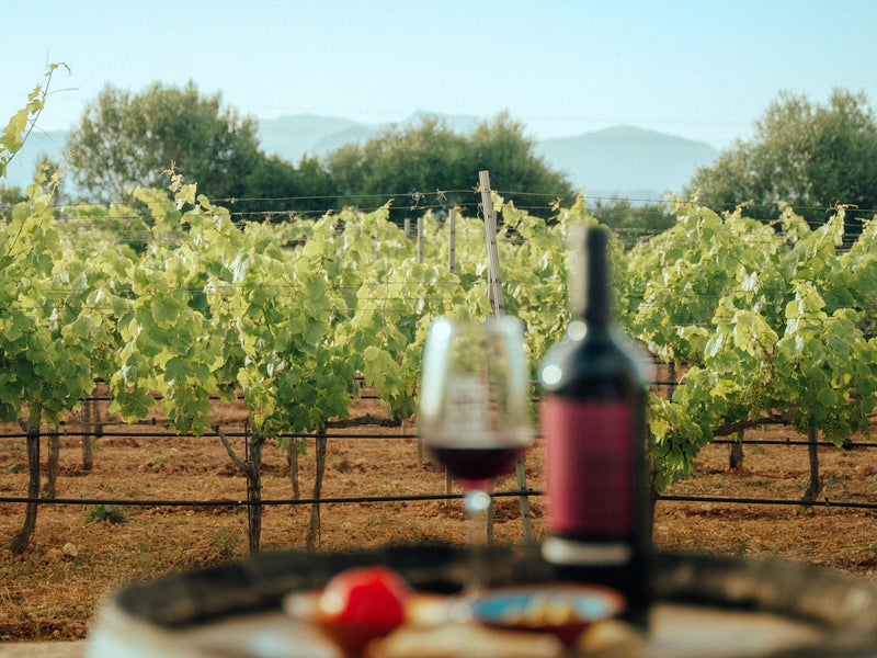 Unsere nächsten 5 Weingüter: Diese Bodegas kommen bei uns dazu
