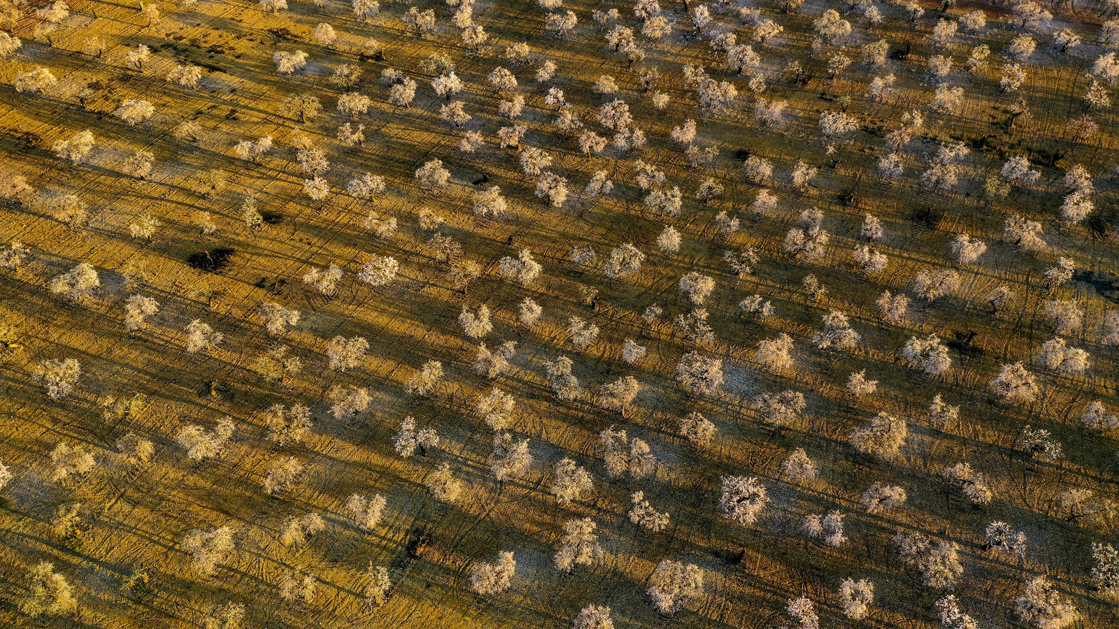 Mallorcan Almonds: From Almond Blossom Dream to Delicacy