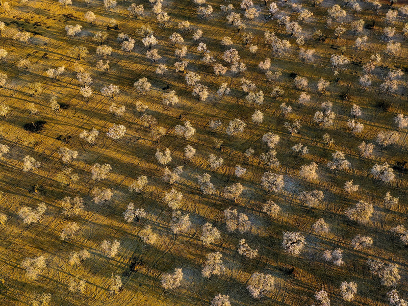 Mallorcan Almonds: From Almond Blossom Dream to Delicacy