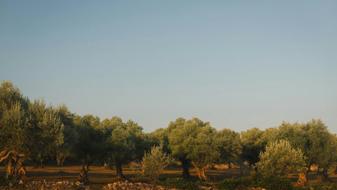 Olive Oil from Mallorca: Recognizing Quality and Finding the Best Oils