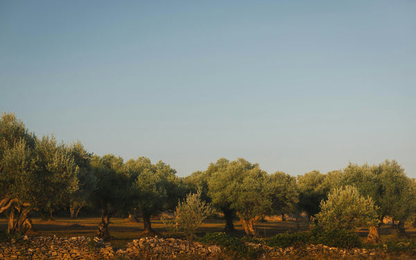 Olivenöl aus Mallorca: Qualität erkennen und die besten Öle finden