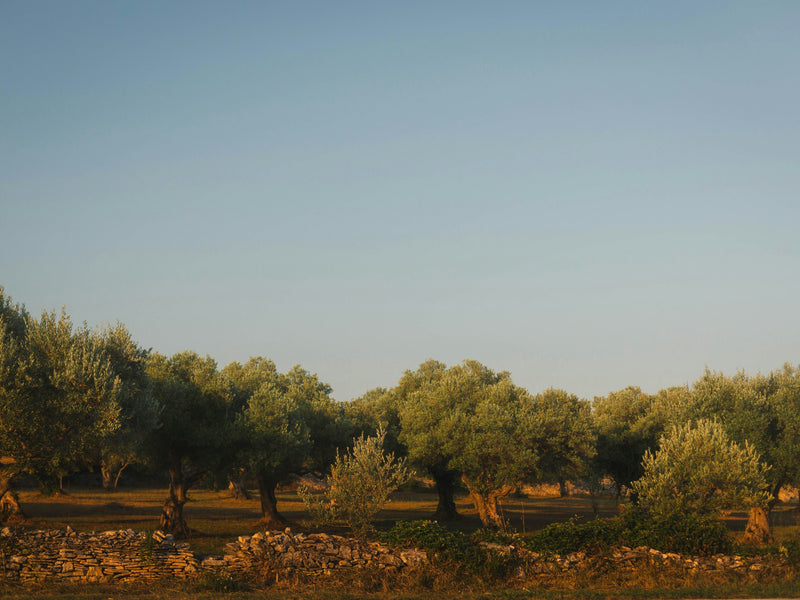 Olive Oil from Mallorca: Recognizing Quality and Finding the Best Oils
