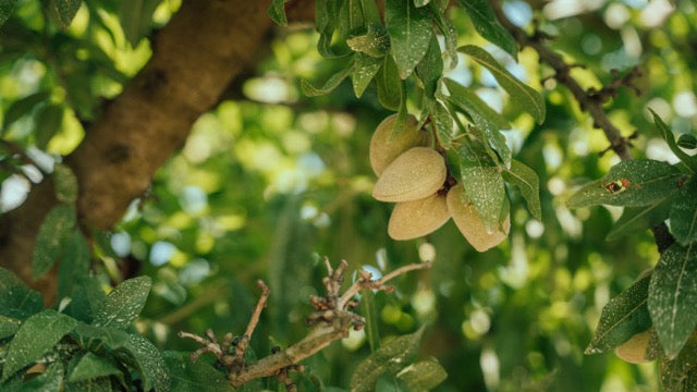 Almonds